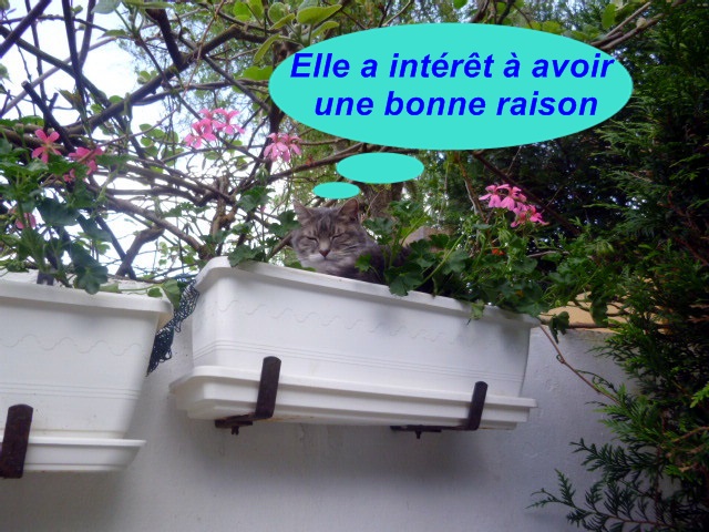 Hebergeur d'image