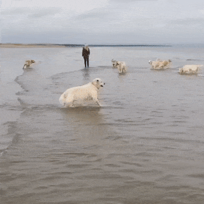 https://i.goopics.net/h2d99n.gif