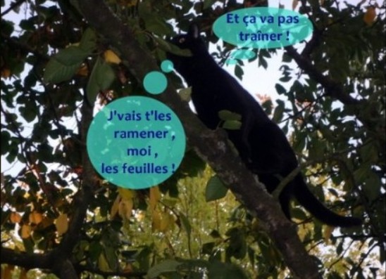 Hebergeur d'image