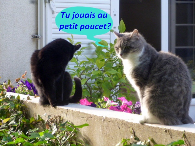 Hebergeur d'image