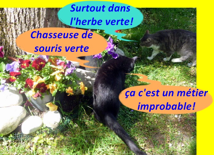 Hebergeur d'image