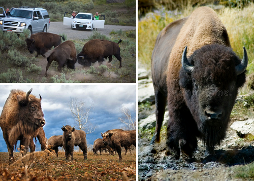 Les bisons d'Aleucie, sont des animaux emblématiques de la Heenylth, leur histoire et leur implantation locale, ont beaucoup renseigné la communauté scientifique de l'archipel.
