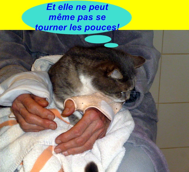 Hebergeur d'image