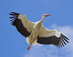Liberating Stork