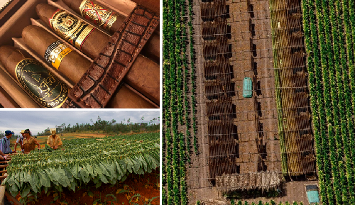 Cultures de tabac et production de cigares de luxe