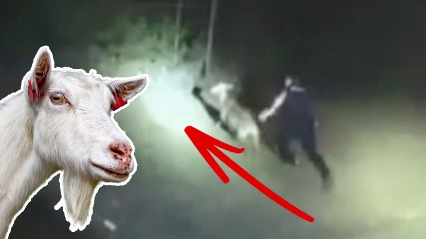 Une chèvre en image