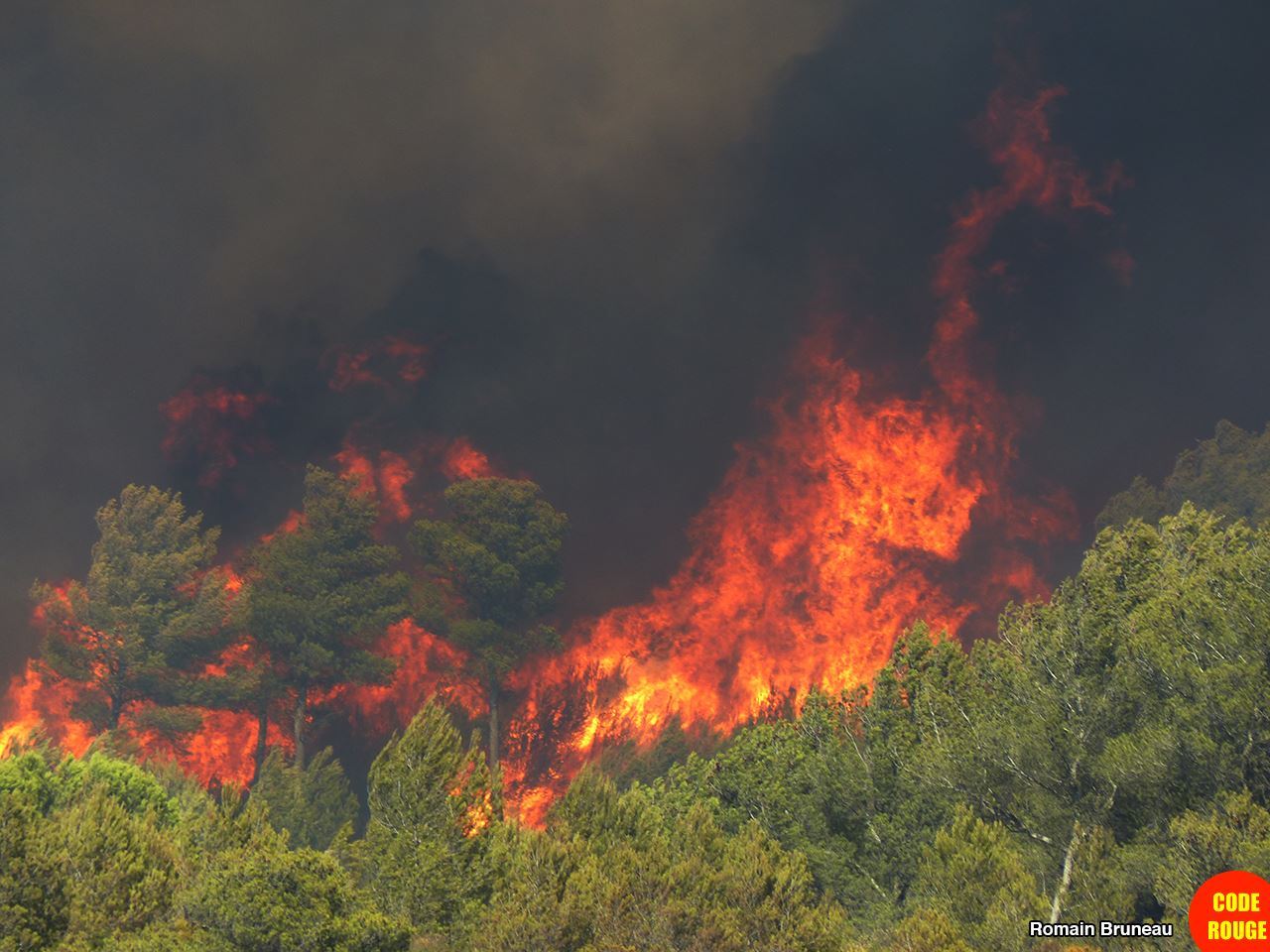 Les flammes dévorent la pinède