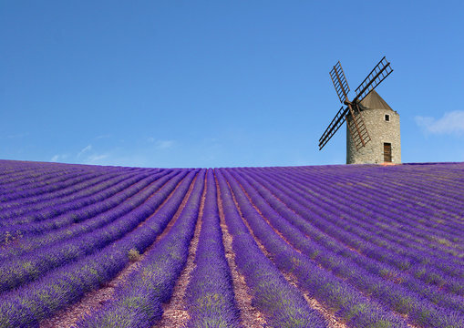 Un champ de lavandin